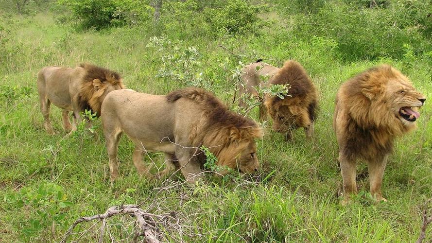 残暴狮世界上最大的猫科动物,狮虎兽世界最大猫科动物