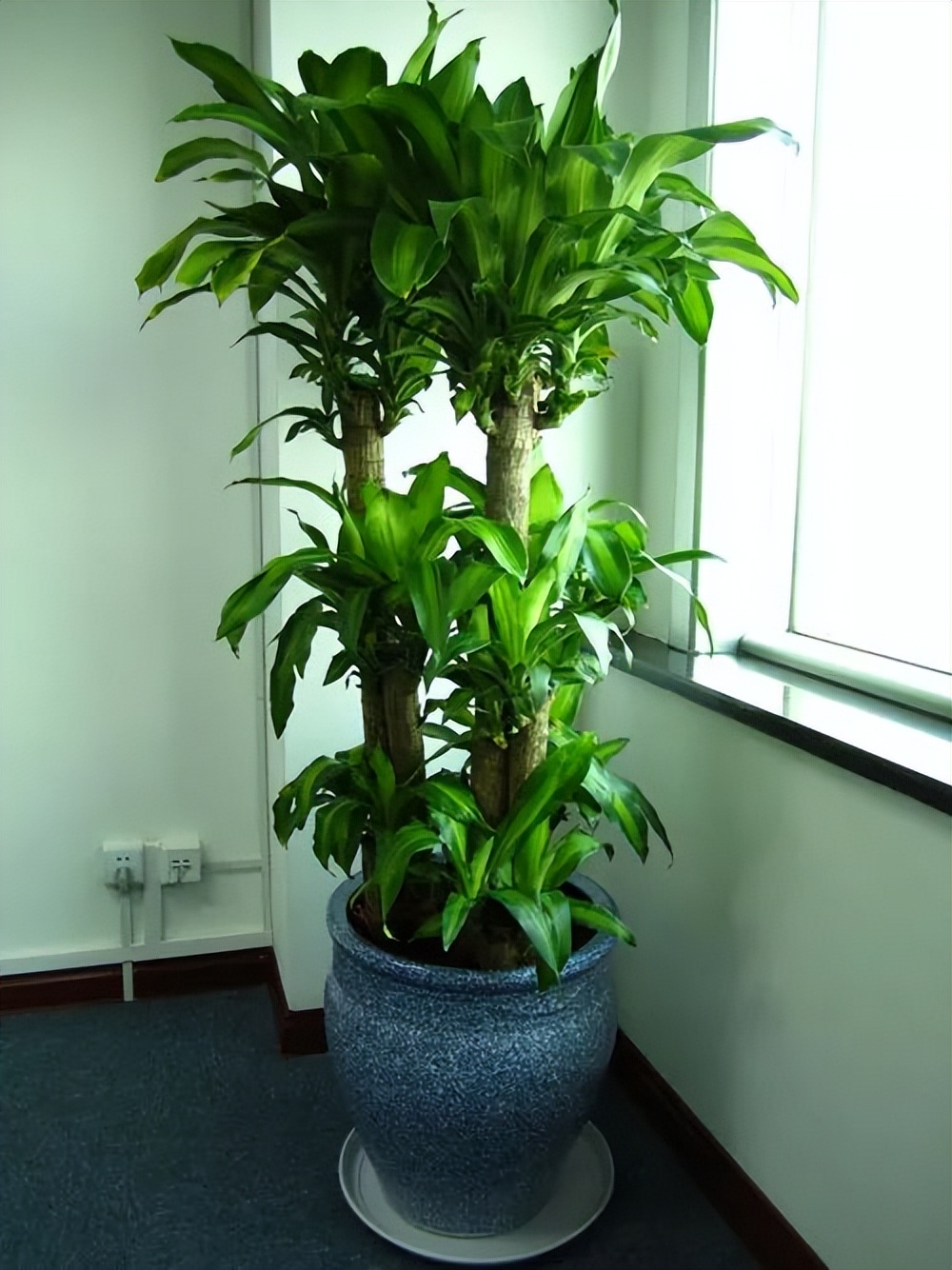 吸甲醛超强的十五种植物,新房如何种植去甲醛植物