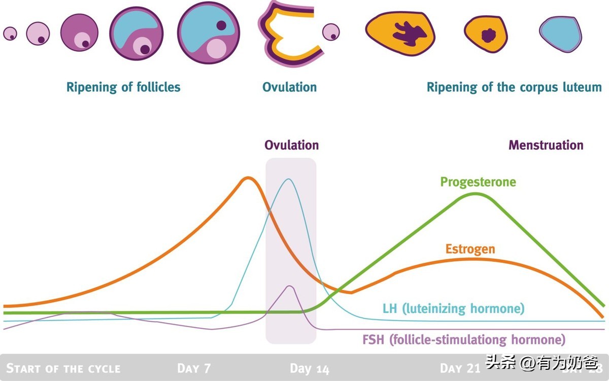 怀孕多长时间就有反应,怀孕多久会出现类似月经的感觉