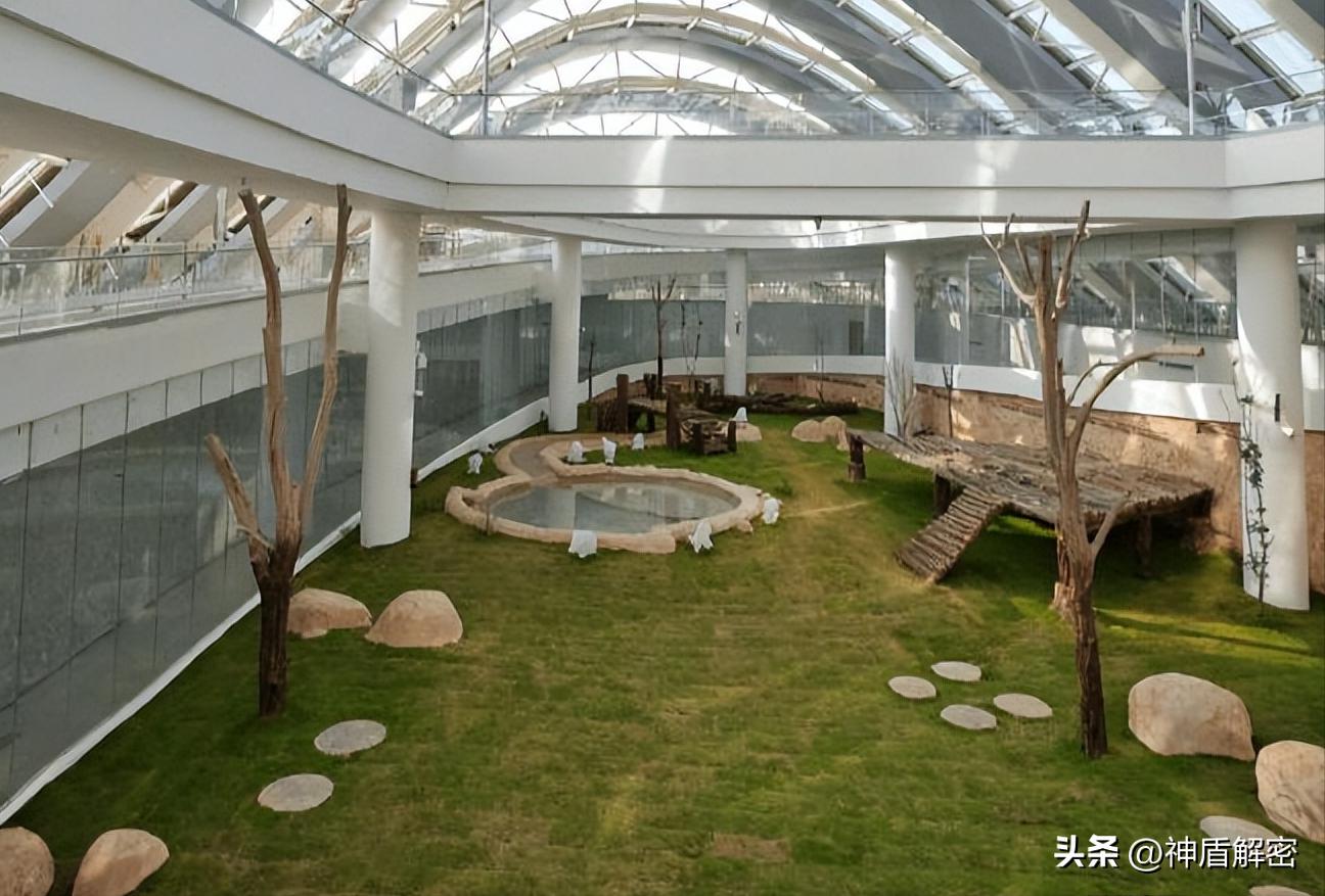 同样都是租借大熊猫,为啥卡塔尔一次就成功,印度求借14次被拒绝