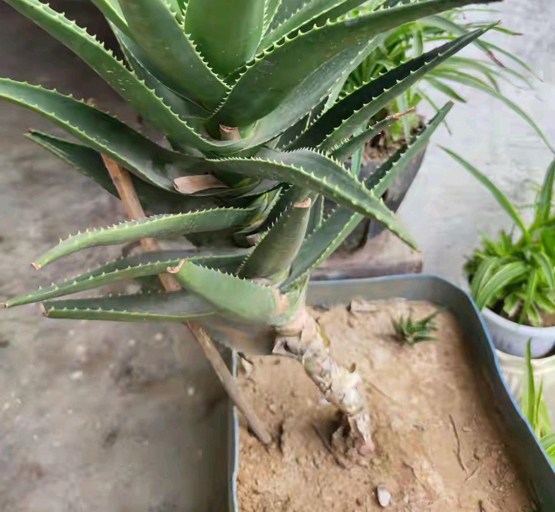 喜欢养花的人都会养什么花,喜欢养花的能不能养猫