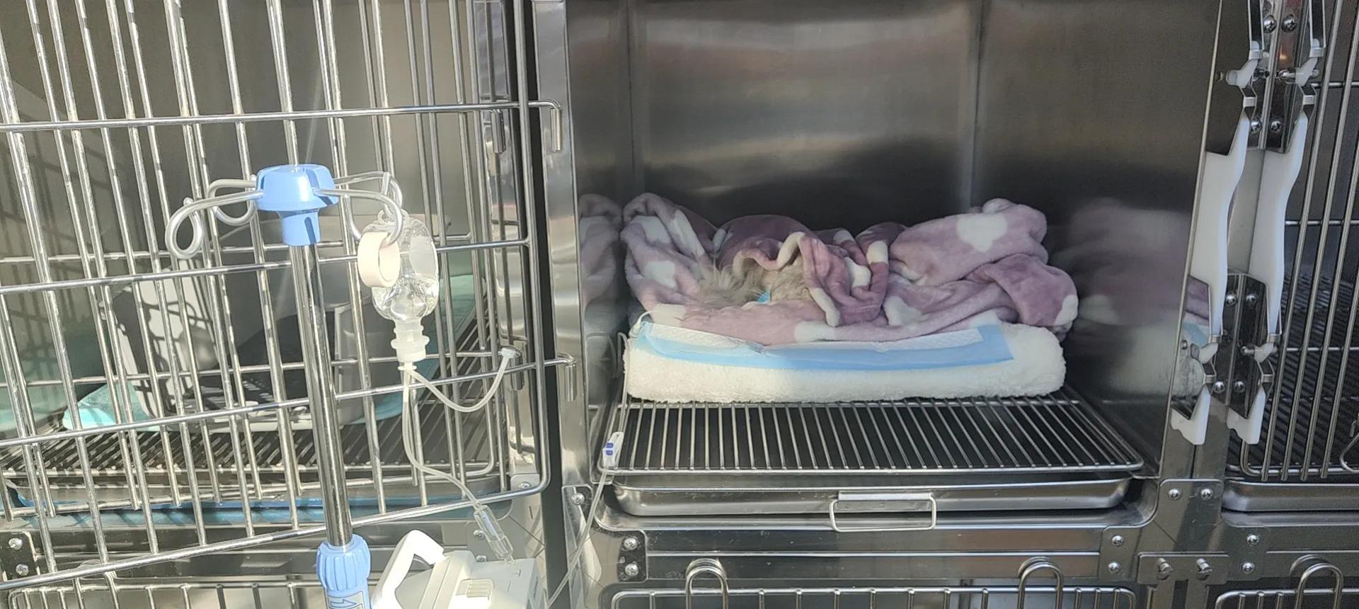 猫咪绝育打消炎针后呕吐,猫咪绝育后呕吐是什么情况