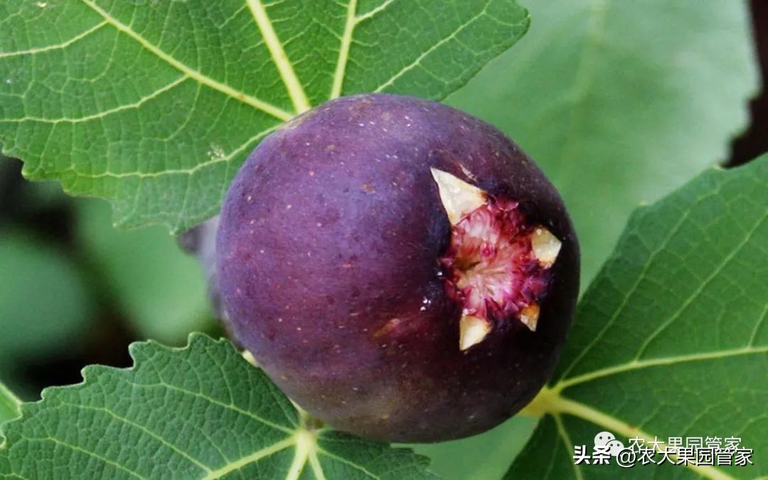 无花果的栽培技术,无花果树苗栽培技术