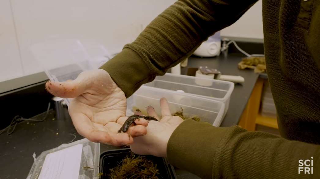 全员雌性，靠偷别人的精子繁衍后代…这种动物让科学家都迷惑了