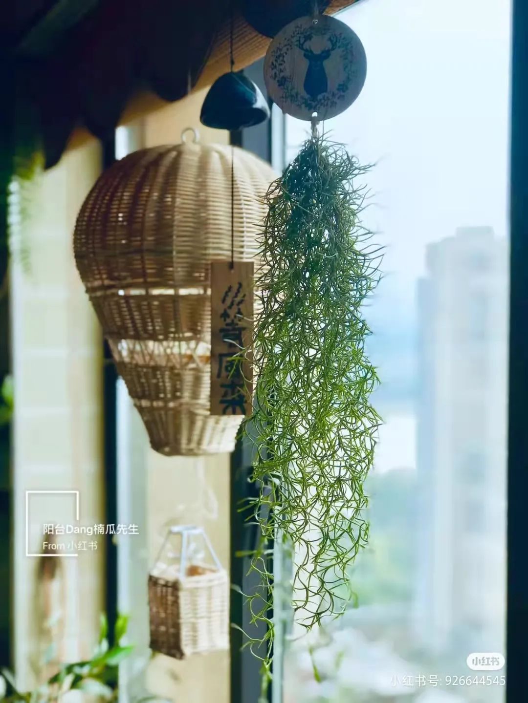 办公室必买的绿植,适合办公室的大型绿植大全