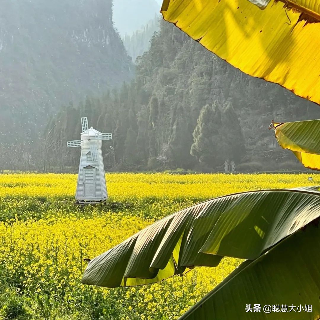 贵州兴义万峰林油菜花盛开时期,贵州兴义风景区万峰林