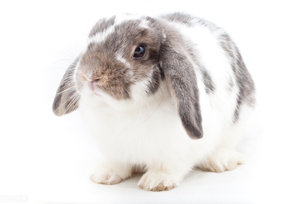 养兔子兔子尿白色是怎么回事,养兔日记300字