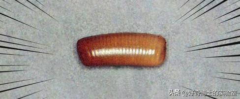 在家里发现小黑颗粒是虫卵吗,墙上有虫卵很小颗粒