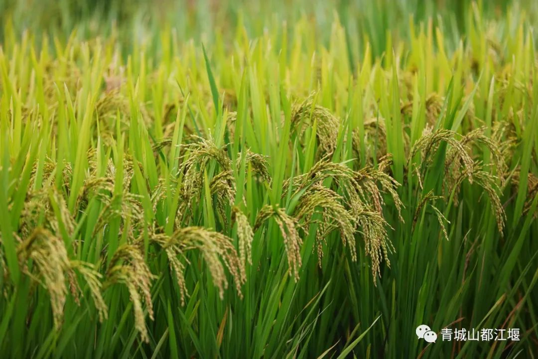 水灵妹旅行攻略,水灵妹旅游景点
