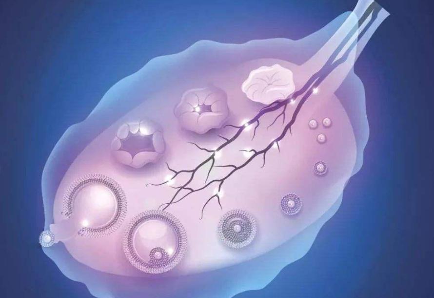 为什么有的女性*处私**没有毛？女性*处私**毛发的3个好处，别羞于了解