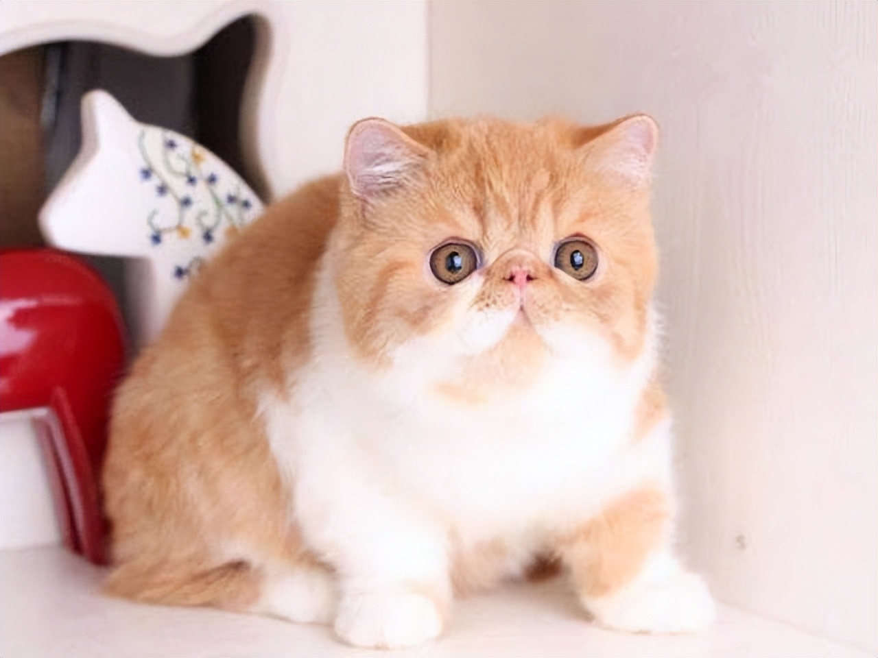 这些“坑人”的猫，你养过没？一个比一个费心