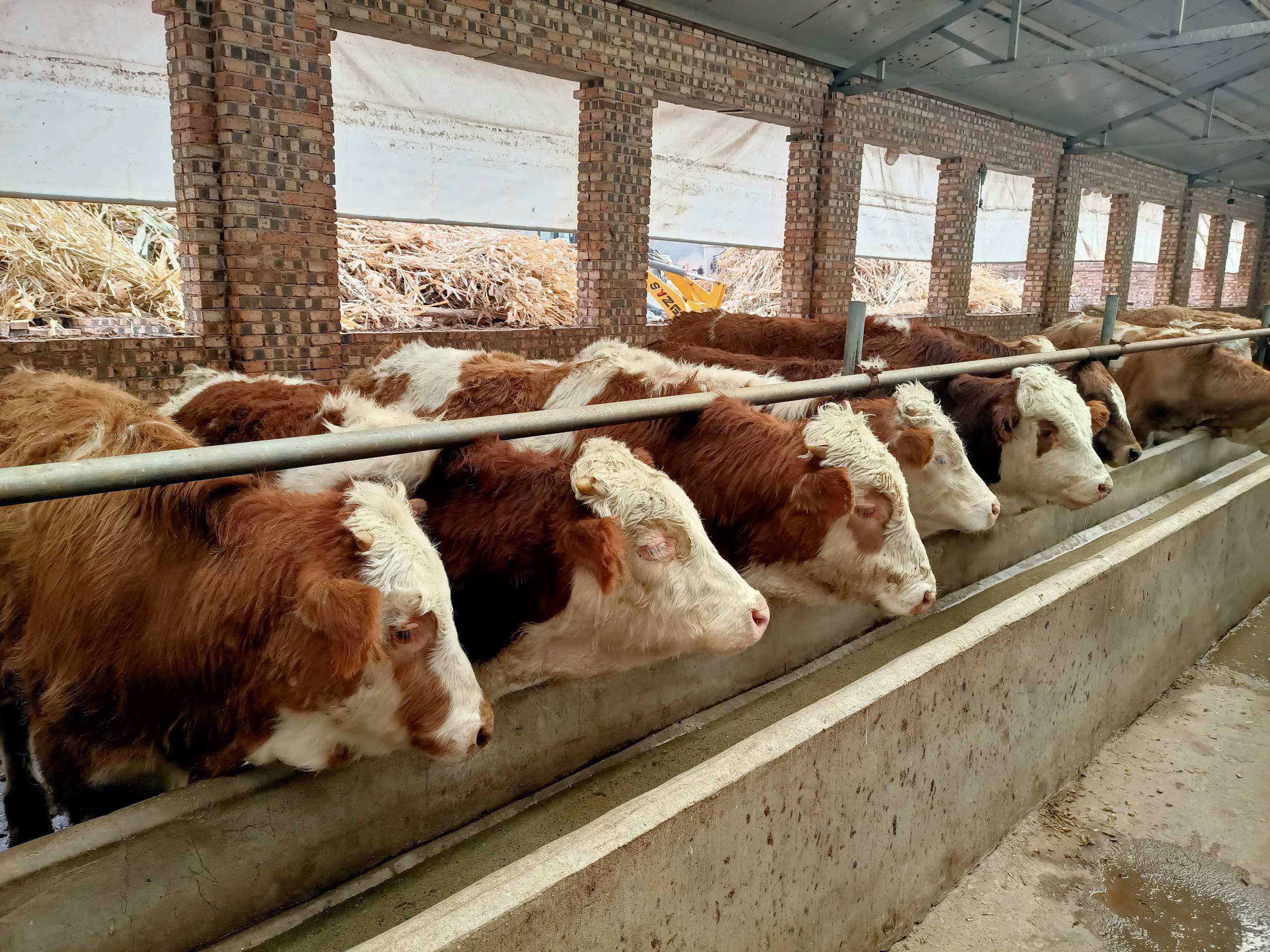 养牛的基本知识与步骤有哪些,养牛需要具备哪些条件才能养