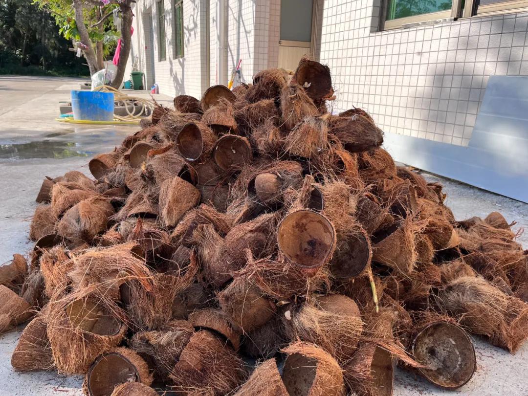 去海南探访椰子潮流背后的秘密,去海南要知道什么