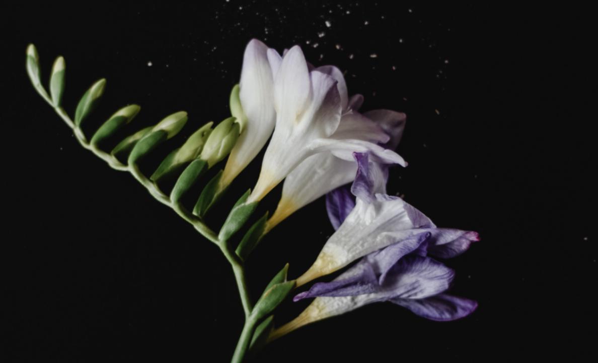 人参沙参西洋参，*党**参丹参太子参，功效大不同，癌症别乱用