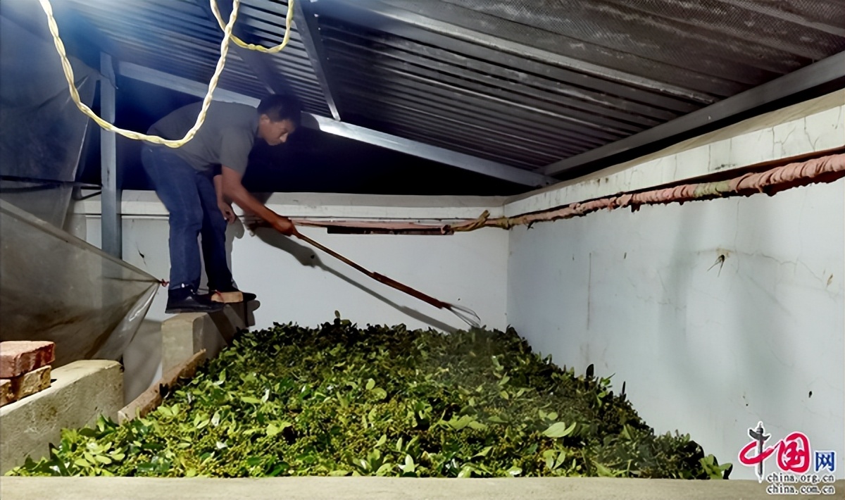 云南南华：千亩花椒迎丰收椒香四溢富村民