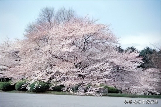 日本樱花季赏樱攻略,2020年日本樱花季赏樱攻略出炉