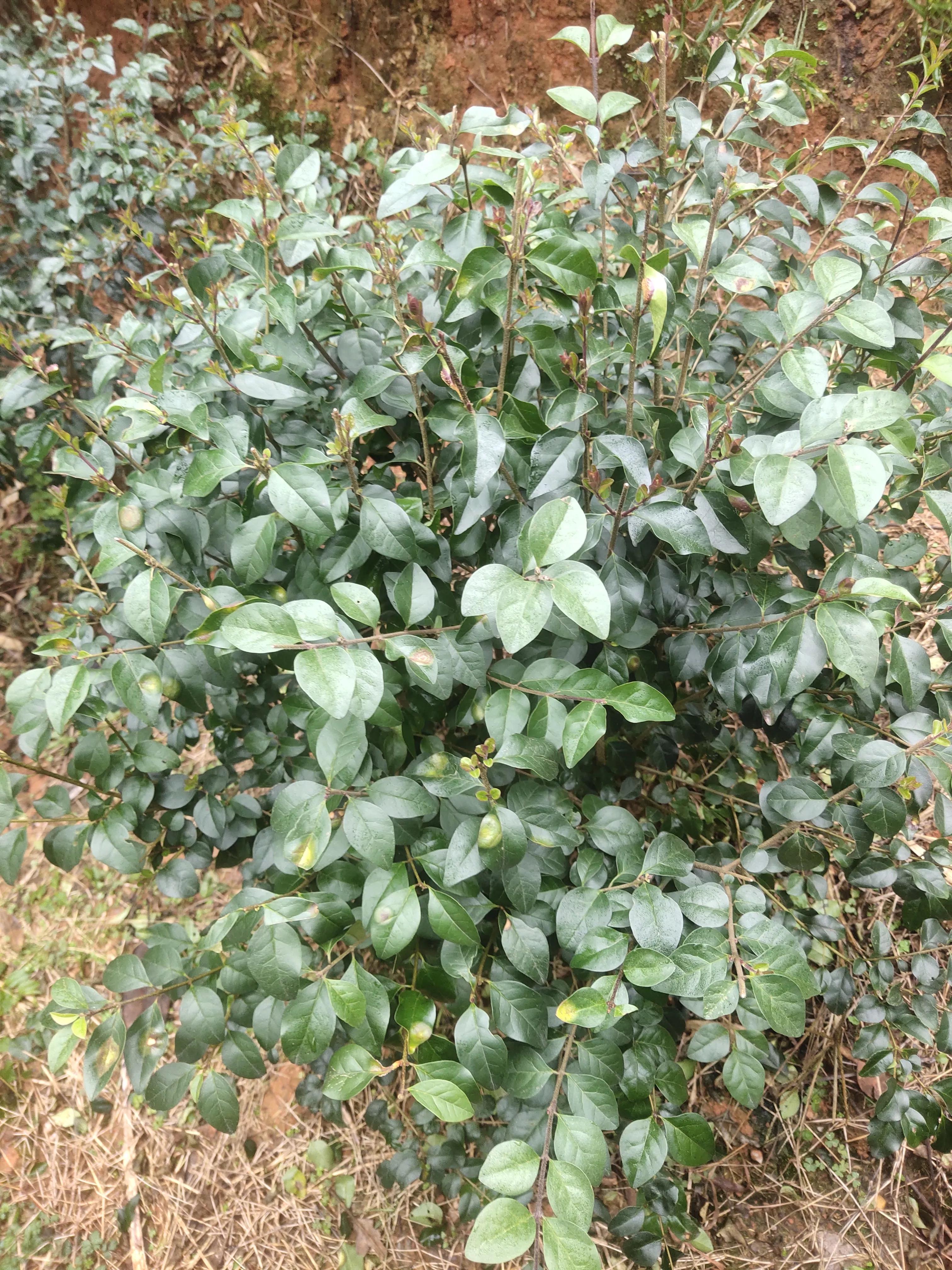 全国乡村振兴九大经济树种,乡村振兴的植树造林成果