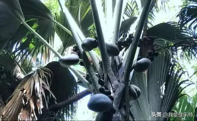 热带沙漠棕榈,热带水果棕榈