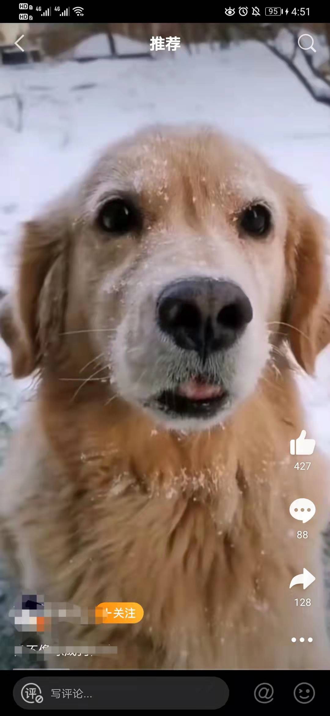 菲尔顿之冬天狗狗一直发抖？六大原因，可能是在向你求救