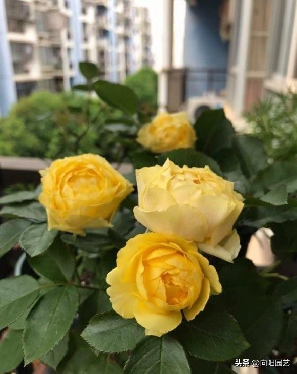 卖月季靠谱的网店,买月季花在抖音哪家买比较好