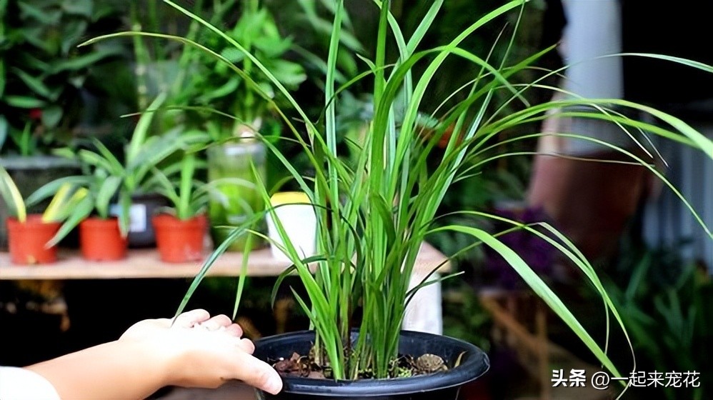 兰花干叶子怎么补救,兰花干尖的补救方法