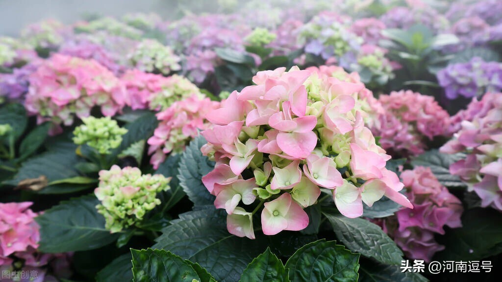 刚栽的苗发蔫正常吗,新苗枯萎