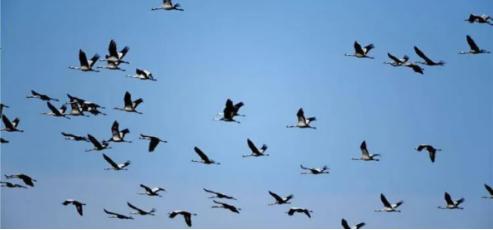 辽宁男子救助秃鹫,沈阳救助秃鹫