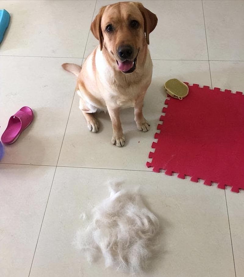 拉布拉多优缺点大全,拉布拉多的优点和缺点真实版