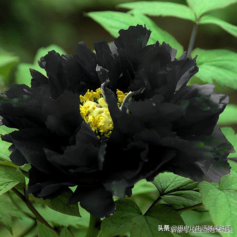 牡丹为什么被称为中国的国花,为什么牡丹能成为中国的国花