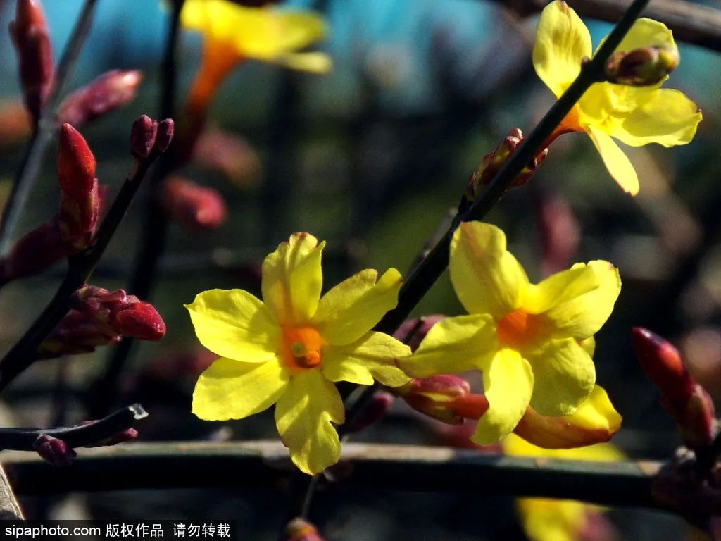 北京春花烂漫图,北京赏花梅花