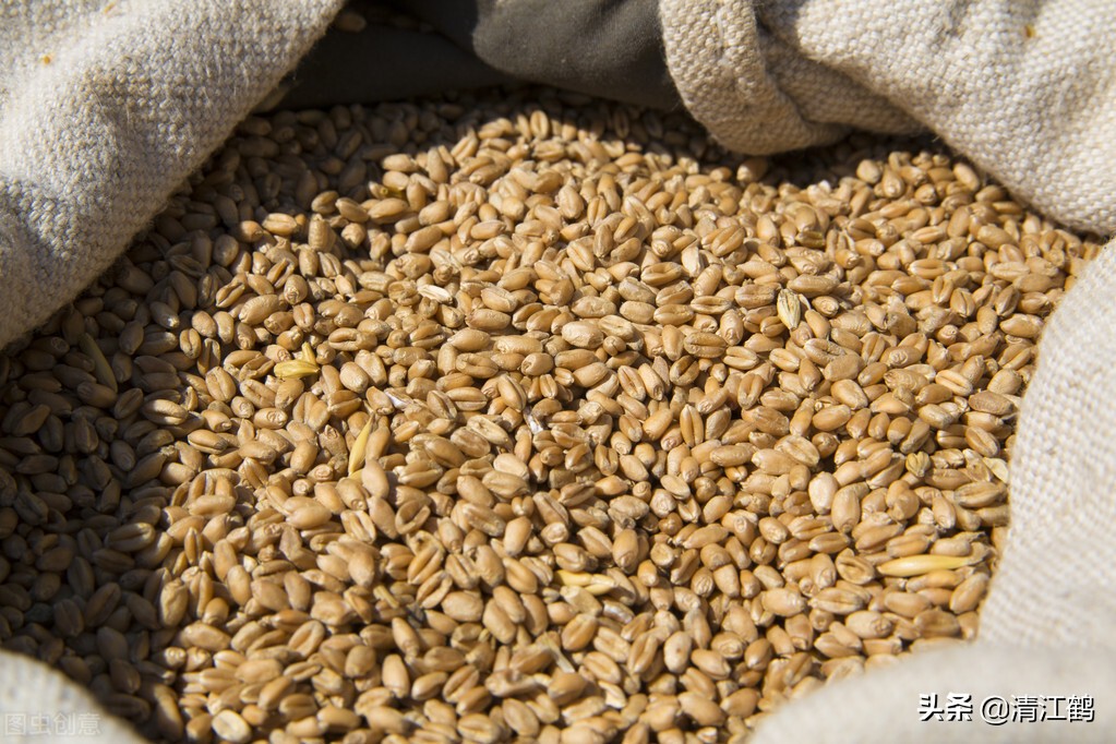 十种种子传播的方法,种子的传播方法有几种类型