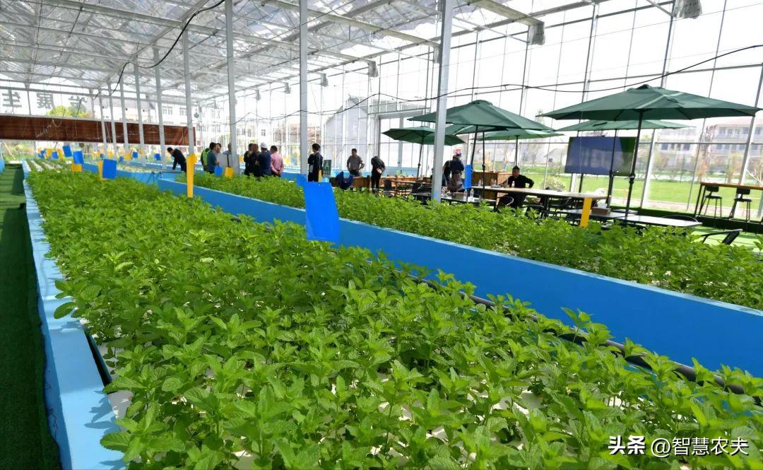 种菜不施肥养鱼不换水鱼菜共生,永不换水的阳台鱼菜共生系统