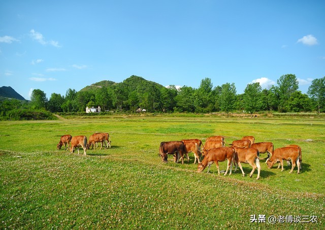 农村养牛前景好还是养羊前景好,农村养牛赚钱还是养羊赚钱好