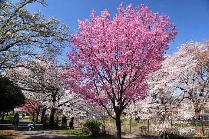 染井吉野樱花是什么樱花,大岛樱花和染井吉野樱的区别