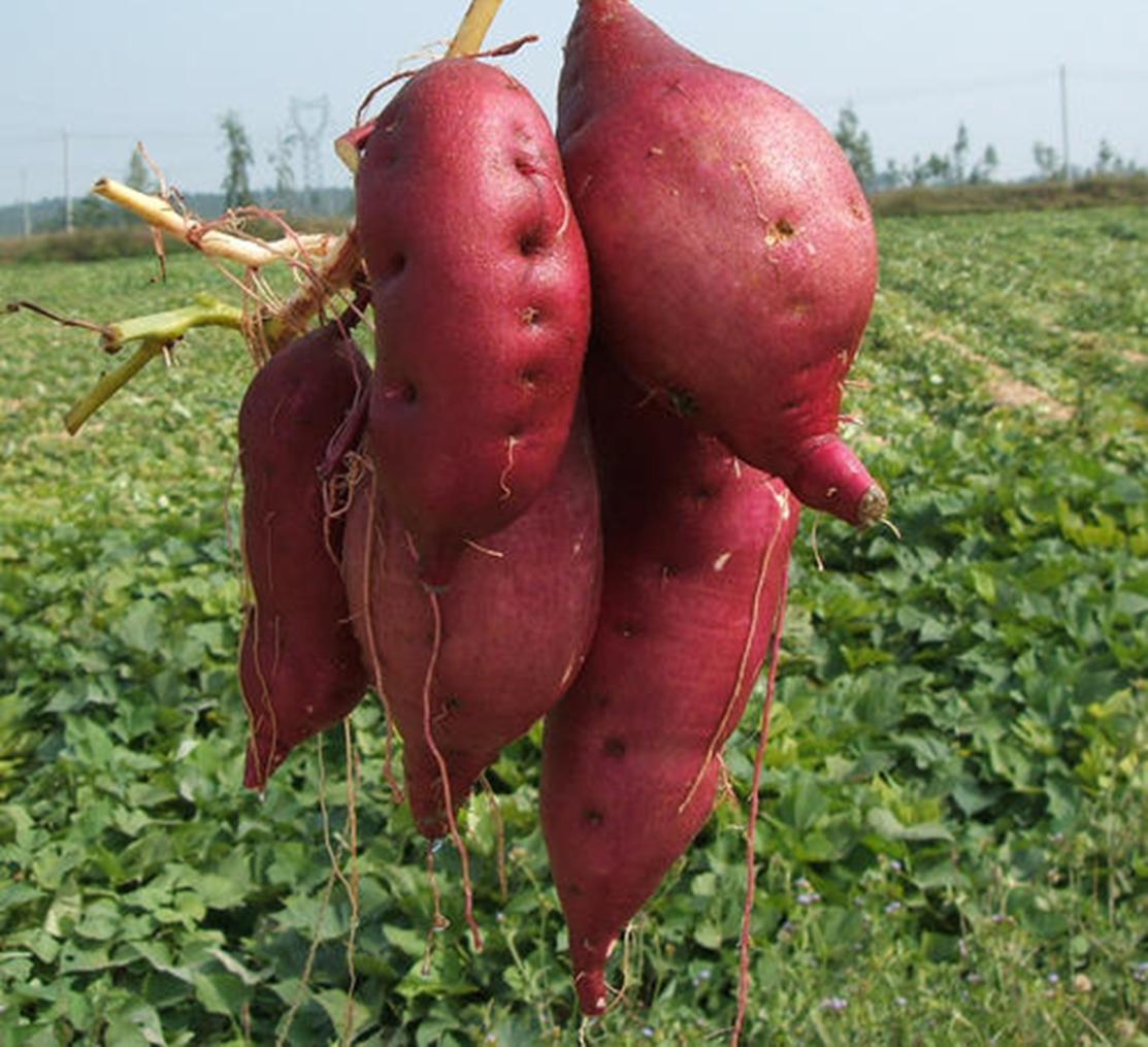 海南澄迈县桥头镇沙土村桥头地瓜产业——中国富硒地瓜第一村