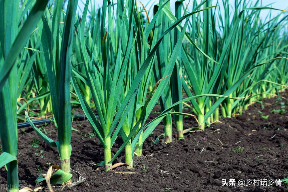 叶面肥用什么醋最好,叶面肥醋果树