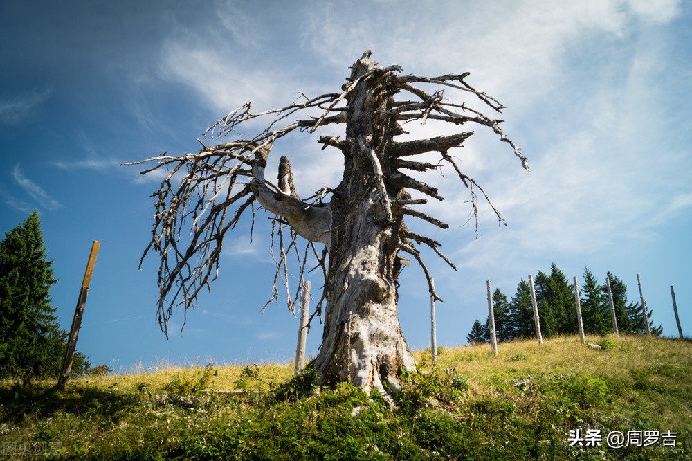 枯树赋赏析,枯树赋朗诵完整版