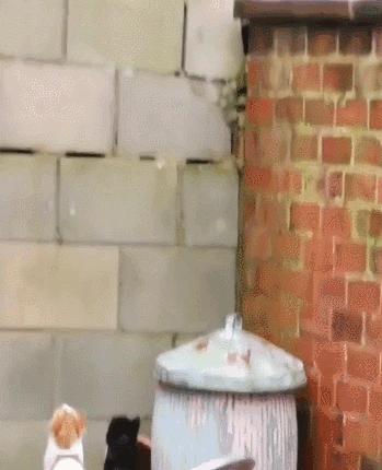 猫核酸检测有必要做吗,猫做核酸粤语视频