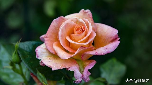 父母不在了兄弟姐妹会反目成仇吗,如果有一天父母离开了我怎么办