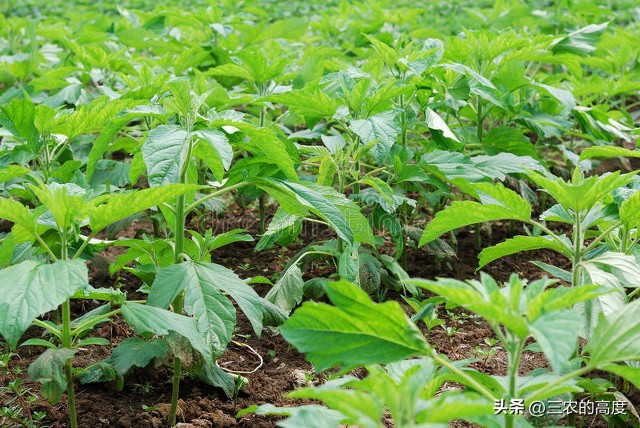 种芝麻浇水的最佳方法,芝麻施肥方法与注意事项有哪些