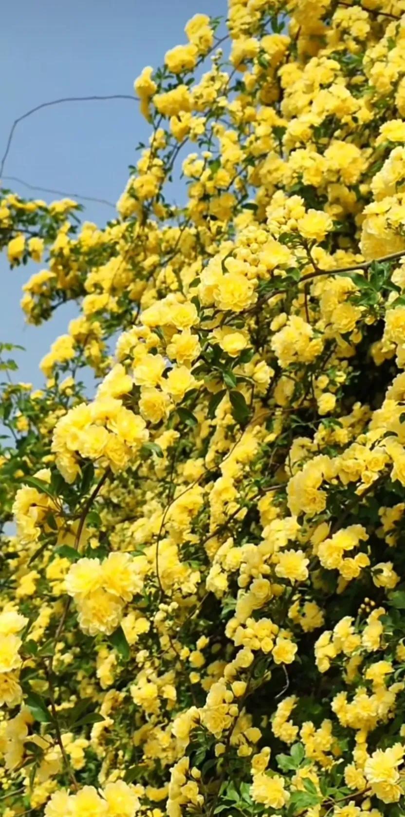 黄木香花的图片大全欣赏,怡人木香花图片欣赏