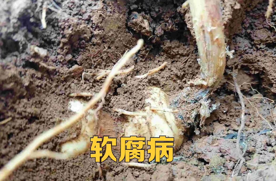 土传病害土壤如何处理,土传病害防不胜防如何彻底解决