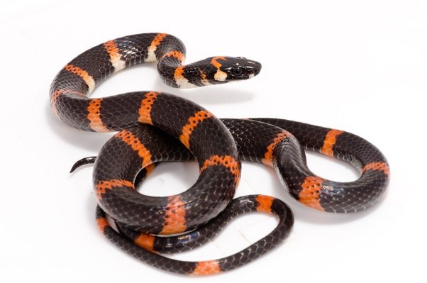 神奇的动物蛇的视频大全,神奇的动物蛇