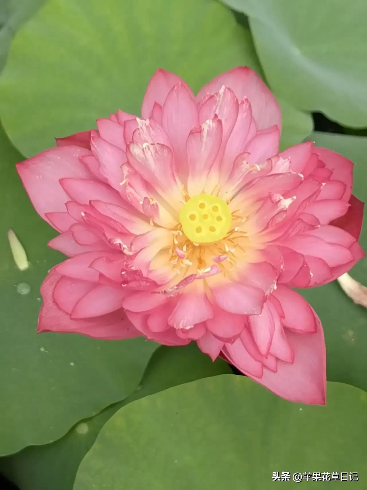 莲花盛开欣赏,绝美的莲花