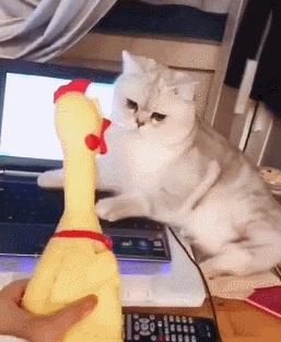 原来猫咪也害怕打针,原来猫咪也怕打雷