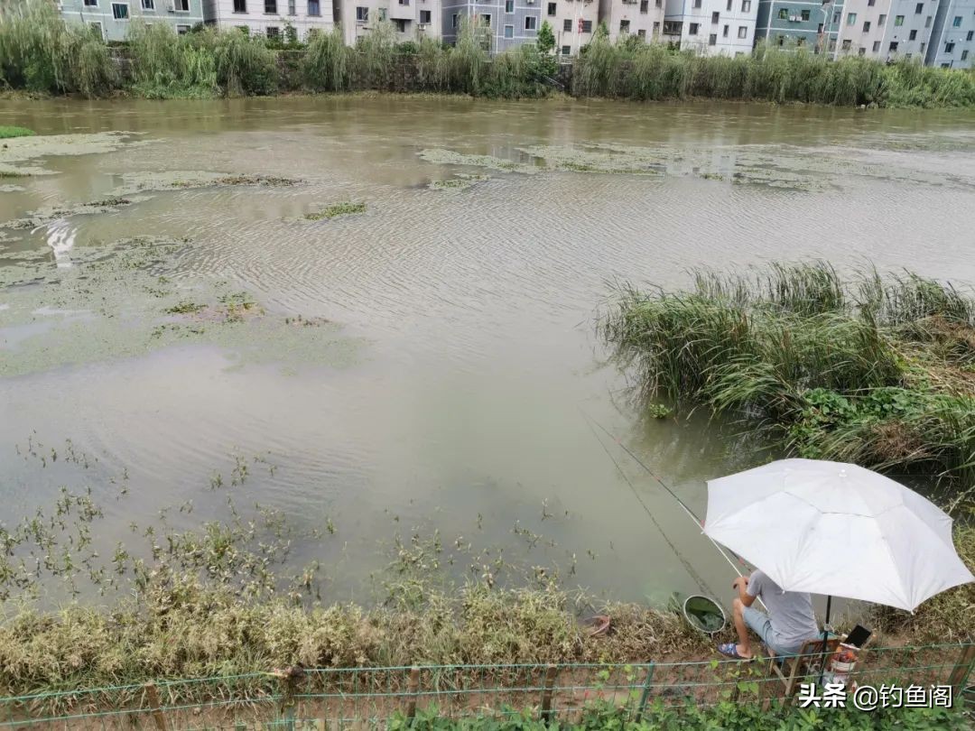 水质太肥鱼该怎么钓,水太肥了鱼不开口怎么钓