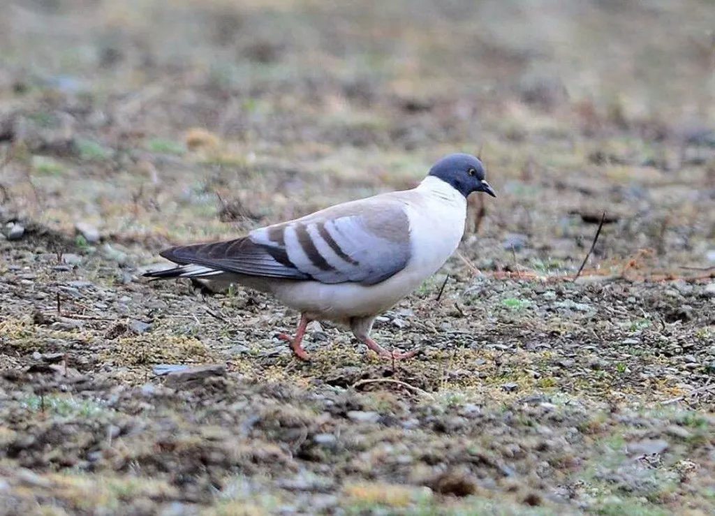 什么宠物对纯素食者最好,好养且可以食用的宠物有哪些