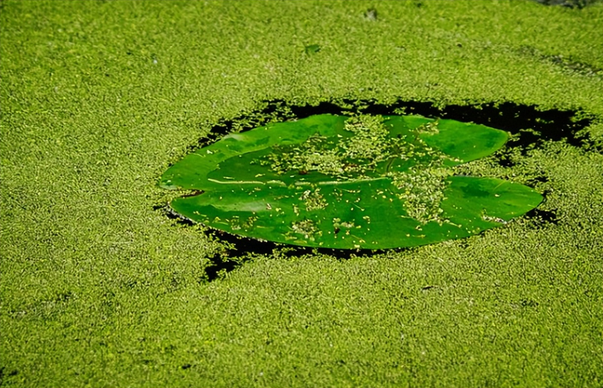芝兰在人名中含义,芝兰在人名的含义