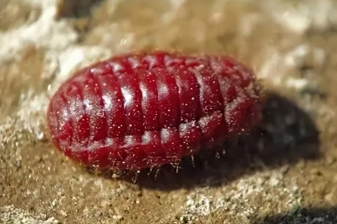 流浪地球吃蚯蚓现实吗,流浪地球2吃汤圆