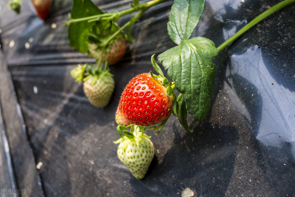 大棚很多杂草很高怎么处理,夏天杂草疯长怎么办